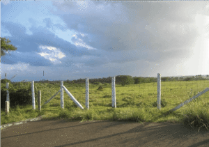 Green paddy fields near Palakkad Gap