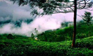 Munnar Tour guide
