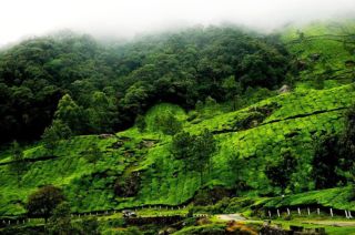 3 day Munnar itinerary from Cochin