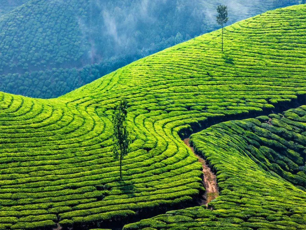 Scenic view of tea plantations in Munnar, Kerala hill station