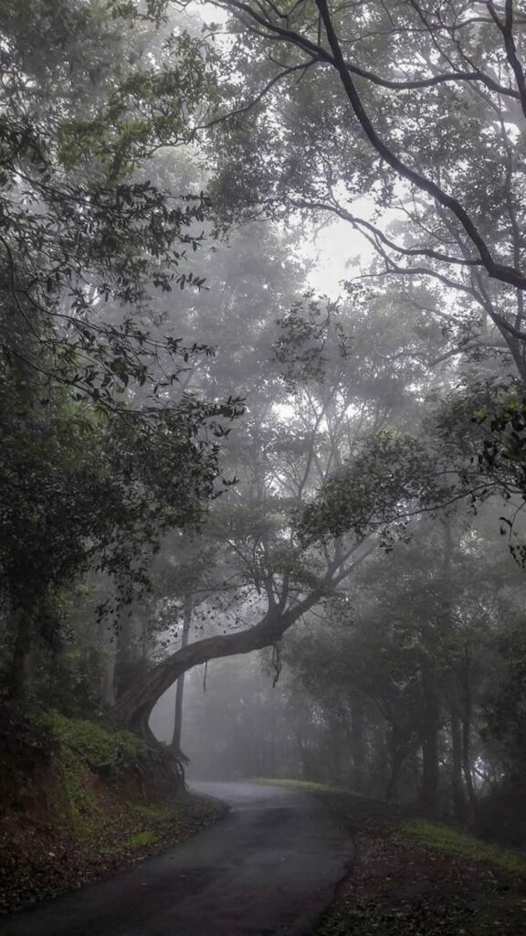 Winter travel in Kerala with pleasant weather and scenic landscapes – Kerala tour packages