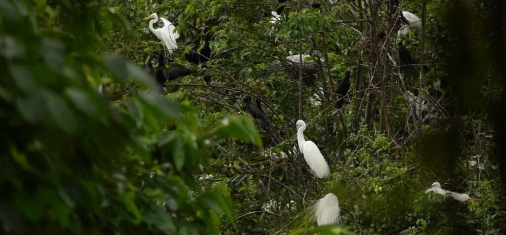 Bird sightings during Kumarakom backwater cruise with keralatourpackages