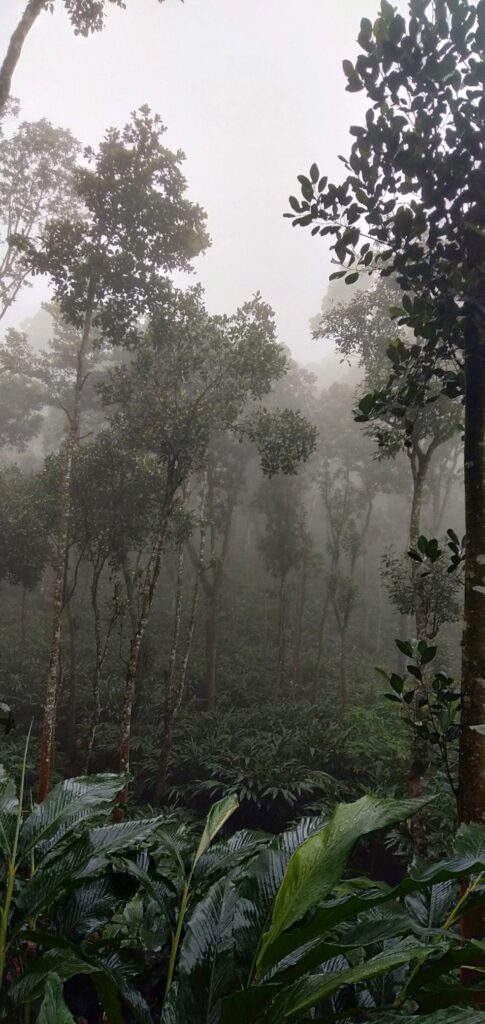 Pleasant winter weather in Kerala during December and January