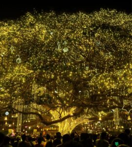 Kochi city Christmas attraction featured in winter keralatourpackages