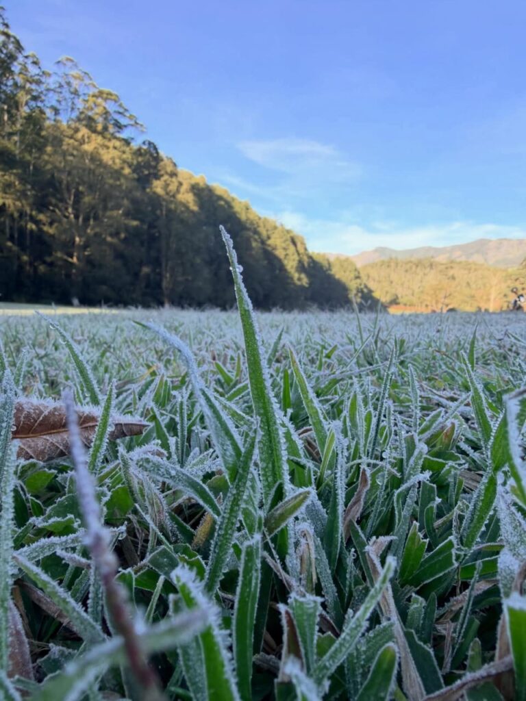 Frost-covered leaves in Munnar hill station