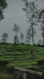 Scenic winter view of Munnar hills in Kerala – Kerala tour packages