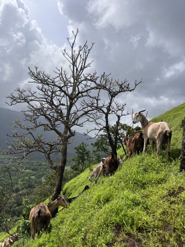 Wildlife experience at Eravikulam National Park included in Kerala tour packages