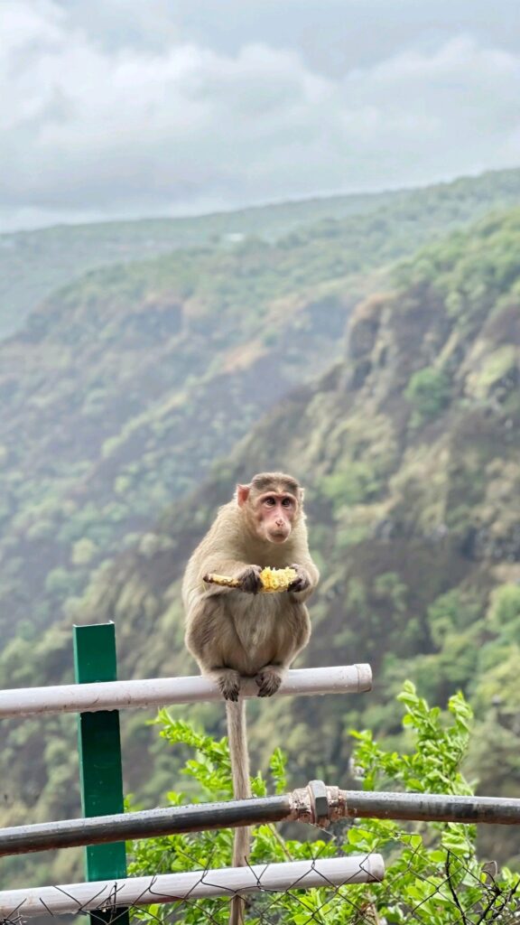 Wayanad nature views in February ideal for relaxed Kerala travel