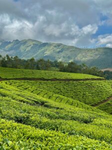 Wayanad vs Munnar in February hill station comparison