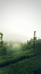places to visit in Kerala during summer hill station landscape