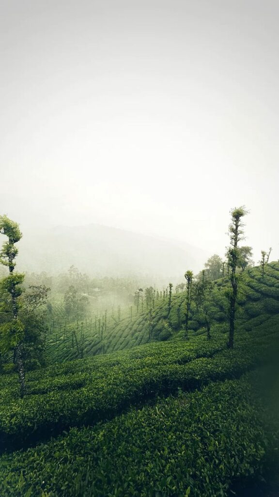 places to visit in Kerala during summer hill station landscape
