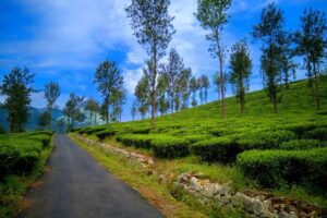 Munnar tea plantations view during summer season Kerala