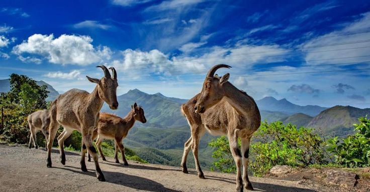 Eravikulam National Park sightseeing in Kerala summer tour itinerary