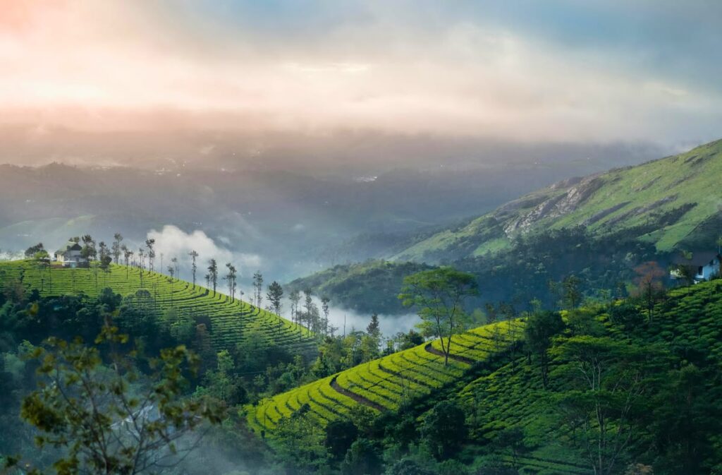 Vagamon meadows during summer season popular sightseeing spot in Vagamon Kerala