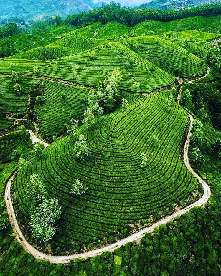Munnar tea plantations included in 7 days Kerala summer tour package