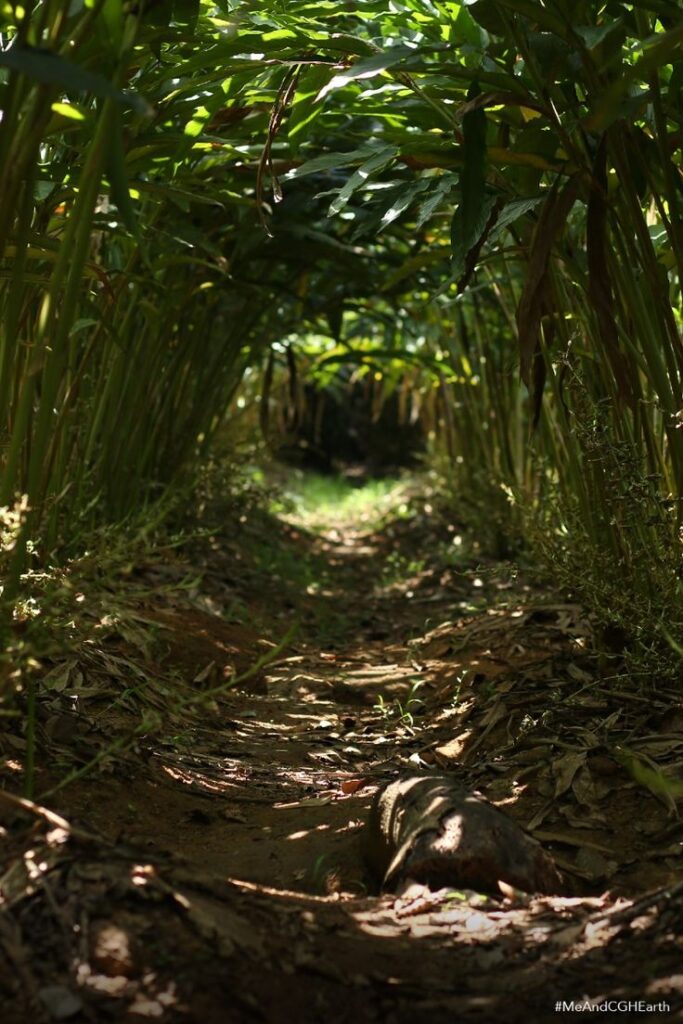 Spice plantation tour in Thekkady showcasing Kerala spices during summer visit