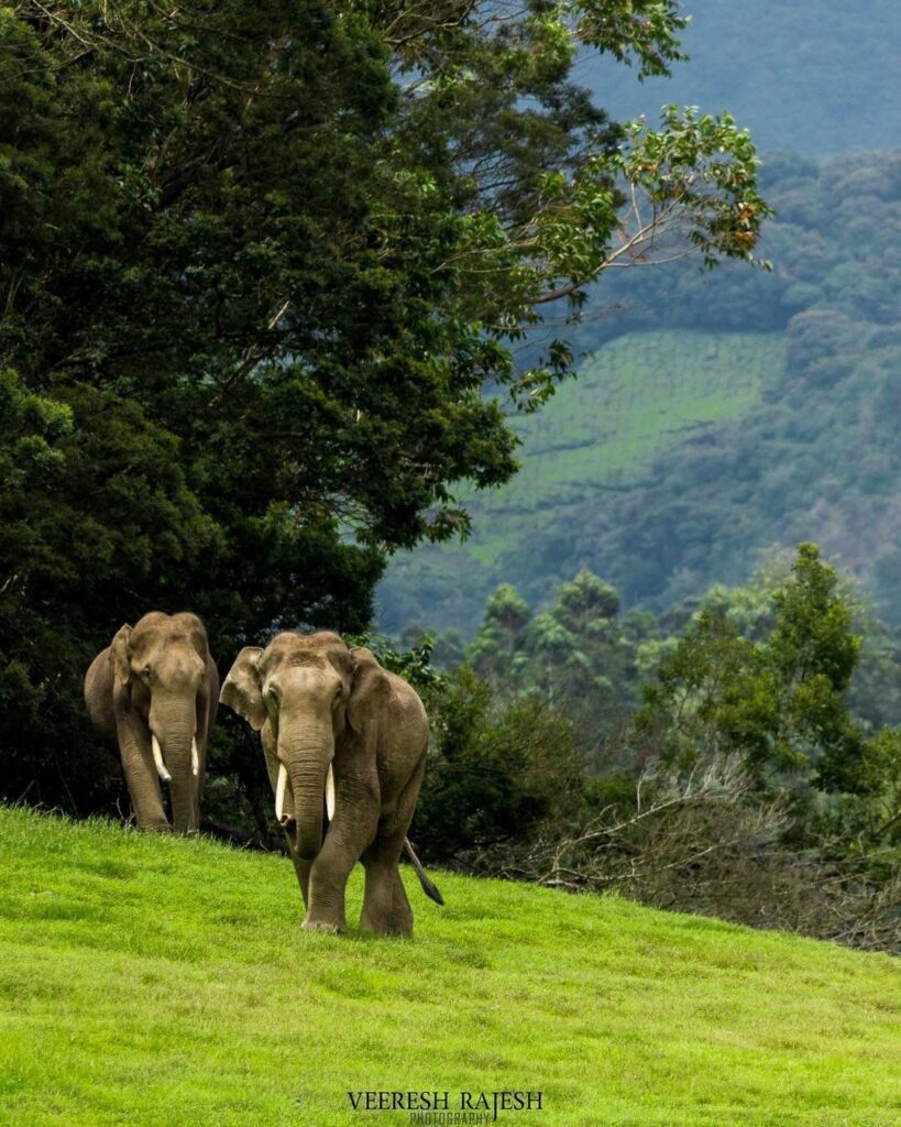 Thekkady wildlife elephants summer safari